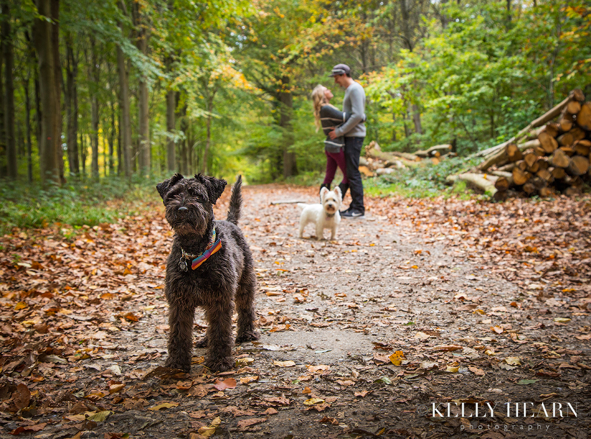 DOG_Portrait-Autumn-Dogs.jpg#asset:2999