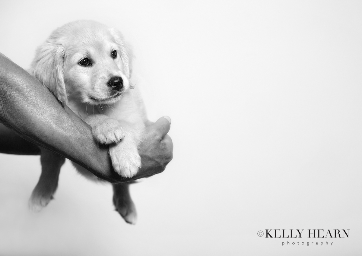 DOG_puppy-portrait-studio.jpg#asset:3004