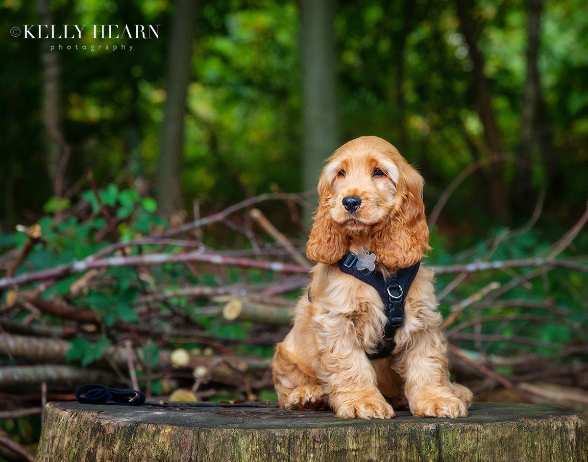 DOG_puppy-portrait-woods.jpg#asset:3005