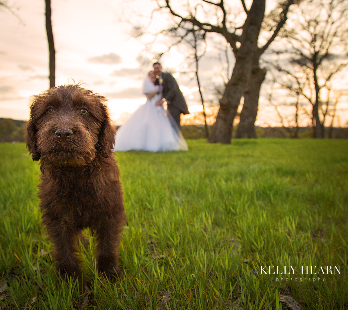 DOG_wedding-portrait-puppy.jpg#asset:3010
