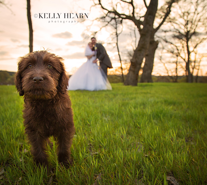 WEB_BRIDE_GROOM_DOG_BRUCE.jpg#asset:1625